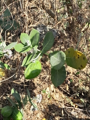 Calotropis procera