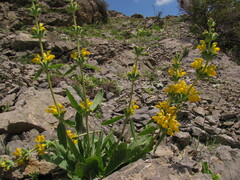 Phlomoides baissunensis