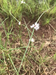 Spermacoce filifolia