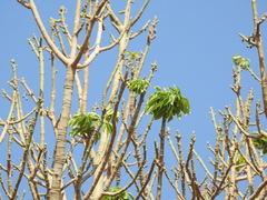 Adansonia digitata