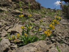 Phlomoides baissunensis