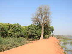 Adansonia digitata