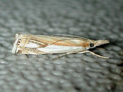 Crambus agitatellus