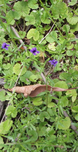Monopsis simplex, photograph 3
