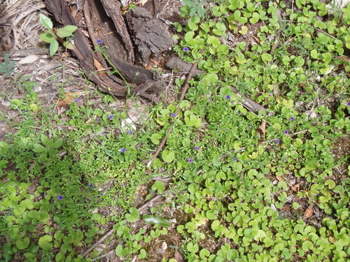 Monopsis simplex, photograph 4