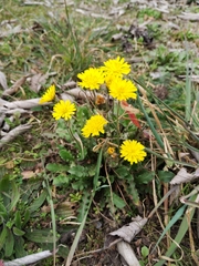 Crepis sancta