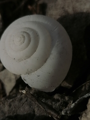 Fruticicola fruticum