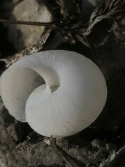 Fruticicola fruticum