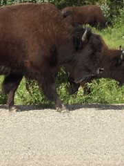 Bison bison athabascae