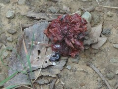 Andricus dentimitratus