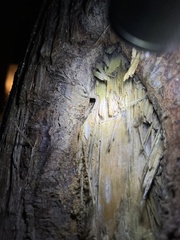 Duolandrevus coulonianus