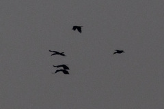 Rhyticeros undulatus