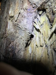 Duolandrevus coulonianus