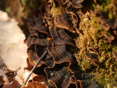 Hymenochaete rubiginosa