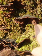 Hymenochaete rubiginosa