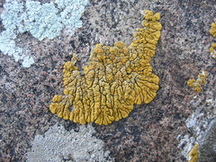 Acarosporaceae