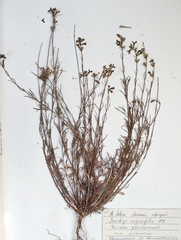 Stachys angustifolia