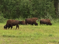 Bison bison athabascae