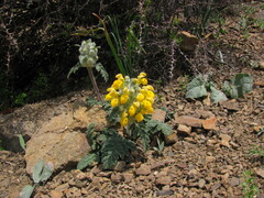 Phlomoides speciosa