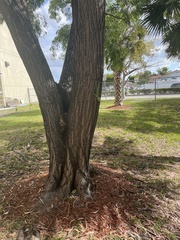 Anolis equestris
