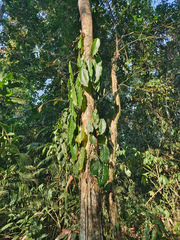 Dysithamnus mentalis