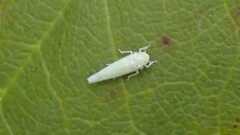 Zygina nivea