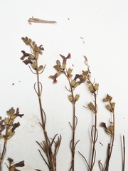 Stachys angustifolia