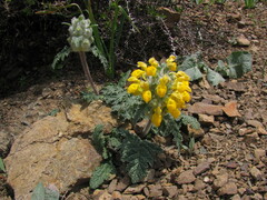 Phlomoides speciosa