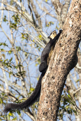 Ratufa bicolor