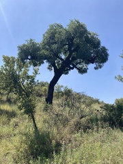 Cussonia paniculata