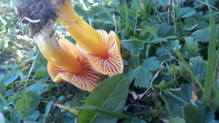 Hygrocybe quieta