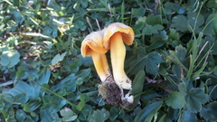 Hygrocybe quieta