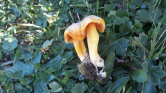 Hygrocybe quieta