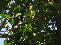 Chlorophonia occipitalis