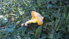 Hygrocybe quieta