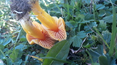 Hygrocybe quieta