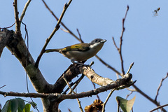 Pteruthius aeralatus