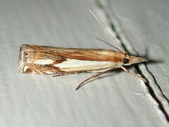 Crambus agitatellus