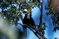 Rhyticeros undulatus