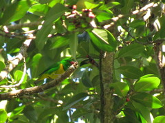 Chlorophonia occipitalis