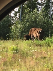 Bison bison athabascae