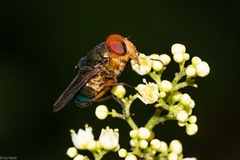 Hemilucilia