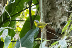 Phylloscopus poliogenys