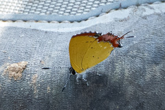 Heliophorus