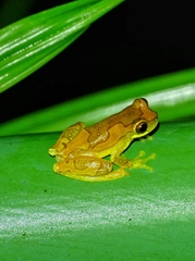 Dendropsophus ebraccatus