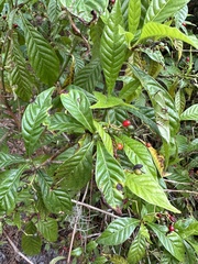 Psychotria nervosa