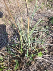 Andropogon virginicus
