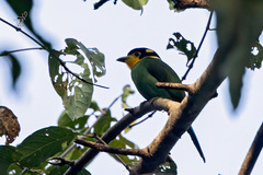 Psarisomus dalhousiae