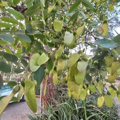 Tipuana tipu