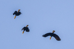 Rhyticeros undulatus